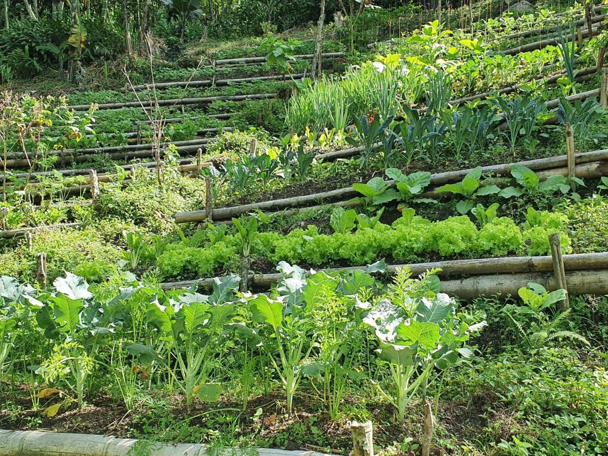 קוקורנה Ecofinca Fuente Alegre מראה חיצוני תמונה
